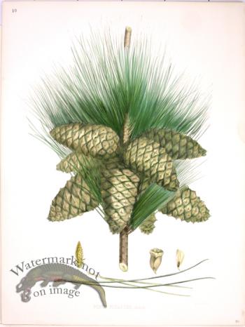 Lawson Pine Cone 20